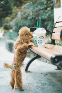 COFFEE WITH PUPS